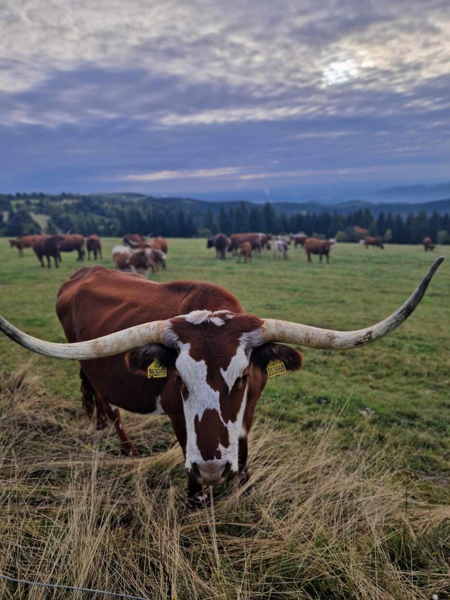 Chata Jeleni Drevenice S Vlastni Virivkou Horni Halze Luaran gambar